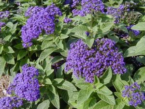 Хелиотроп